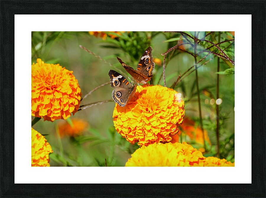 In Bloom and Flight: A Conversation in Color Impression et Cadre photo