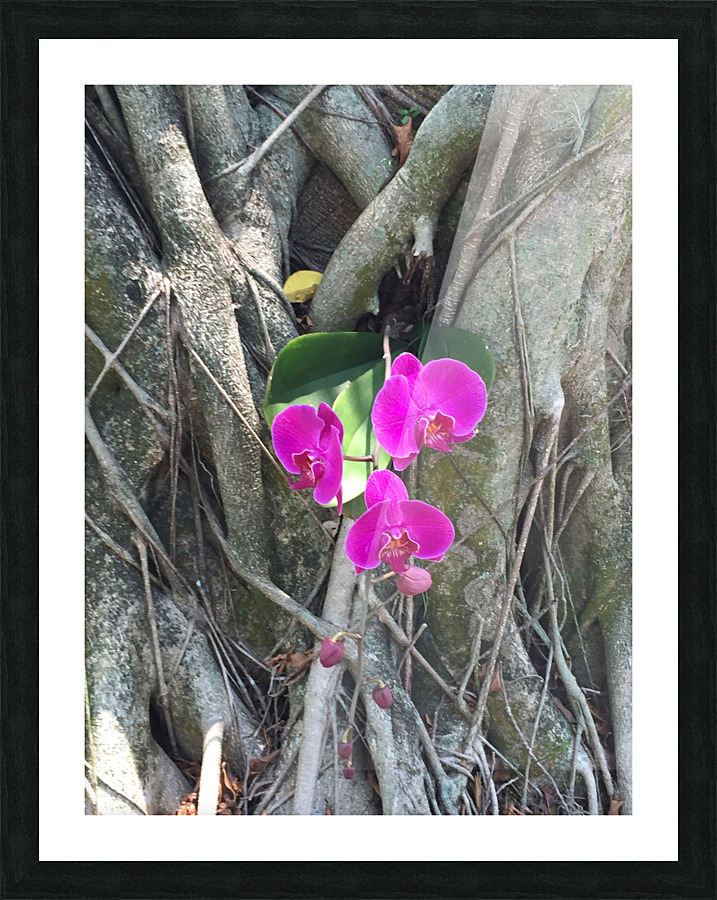 Natural Orchid 1B  Framed Print Print