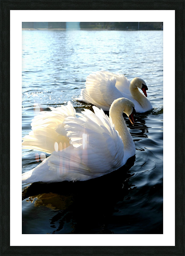 Wings of Love Pair 1A Picture Frame print