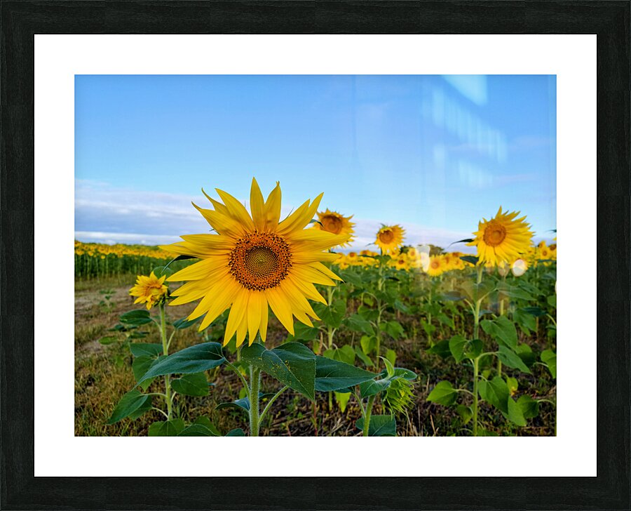 Sunflower Field of Sunshine 2B  Framed Print Print