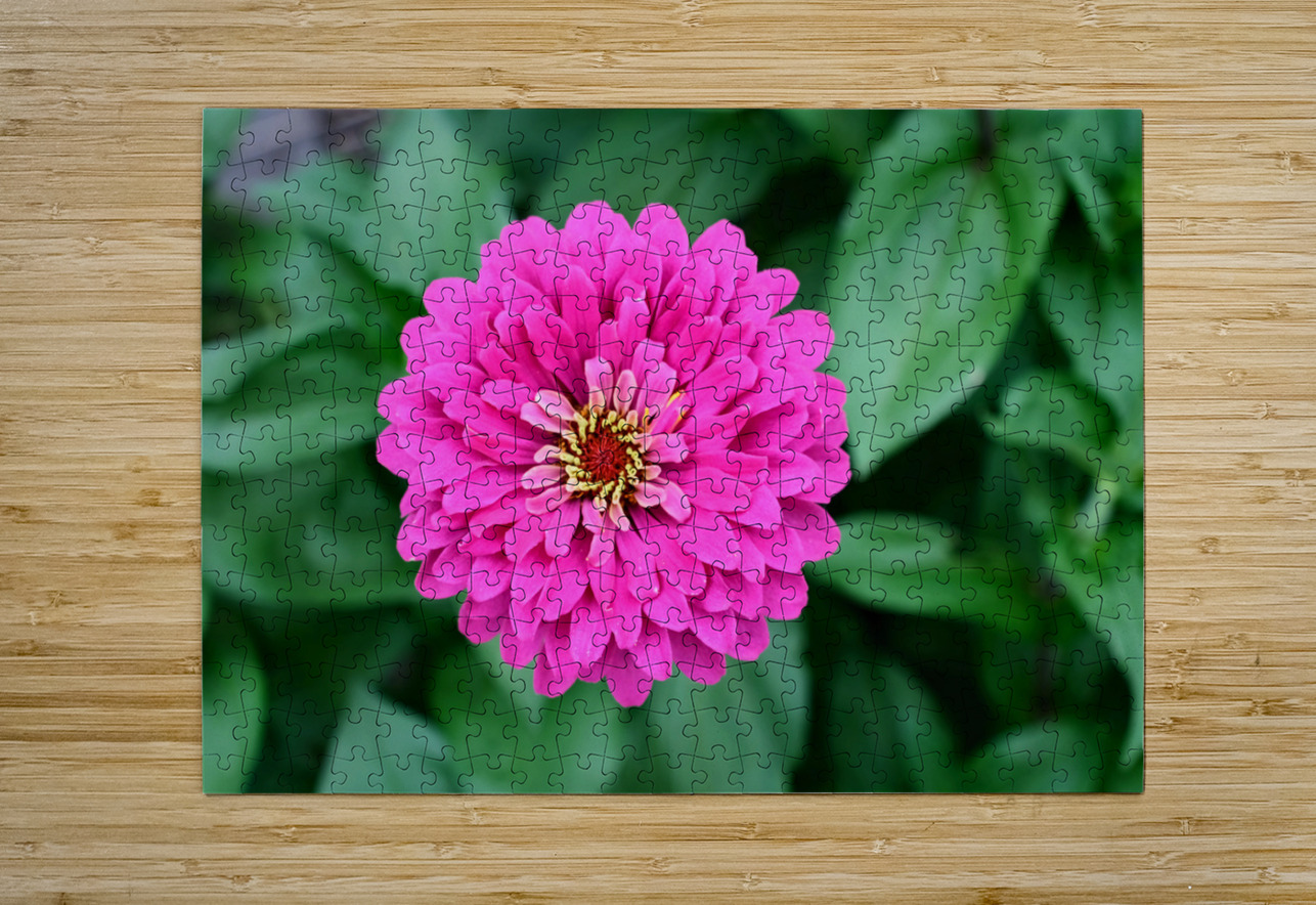 Common Zinnia with Uncommon Beauty Click4Pix Puzzle printing