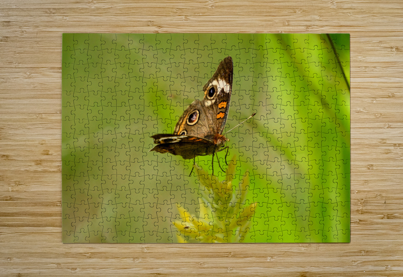 Buckeye Butterfly: Nature’s Tiny Oracle Click4Pix Puzzle printing