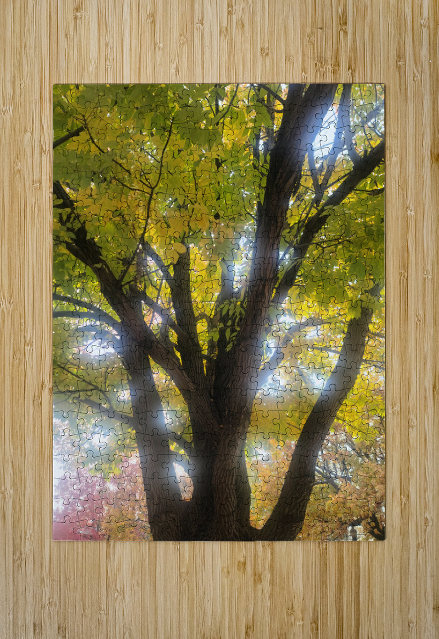 Fall Transition: Beneath the Light of Leaves Click4Pix Puzzle printing
