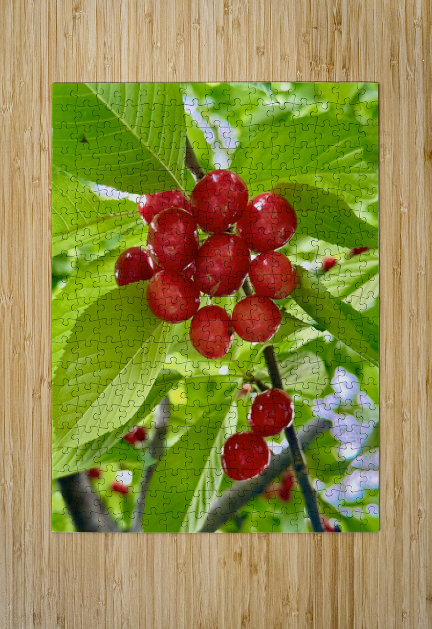 The Cherry Covenant: Nature’s Silent Promise Click4Pix Puzzle printing
