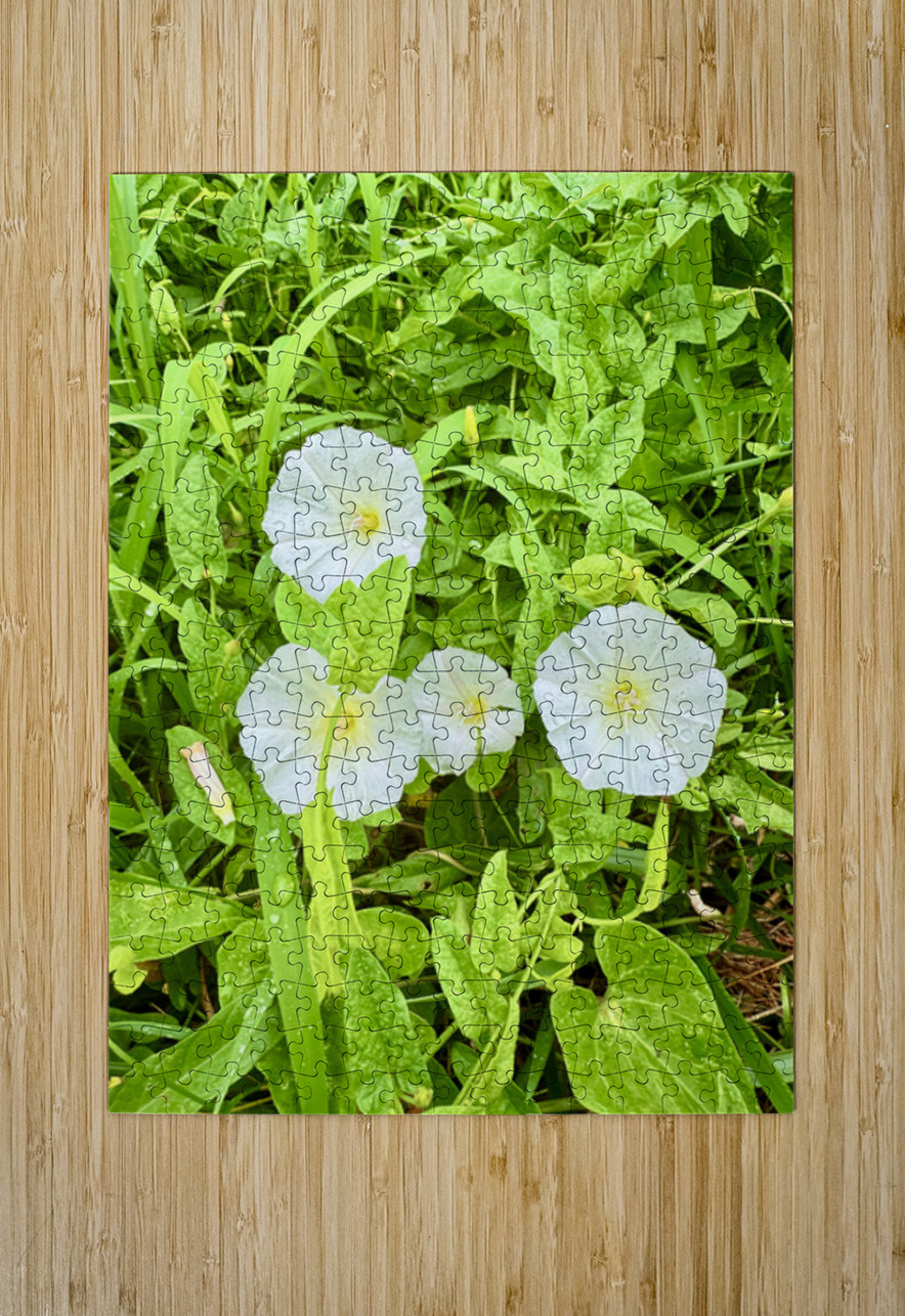White Bindweed Blossoms Click4Pix Puzzle printing