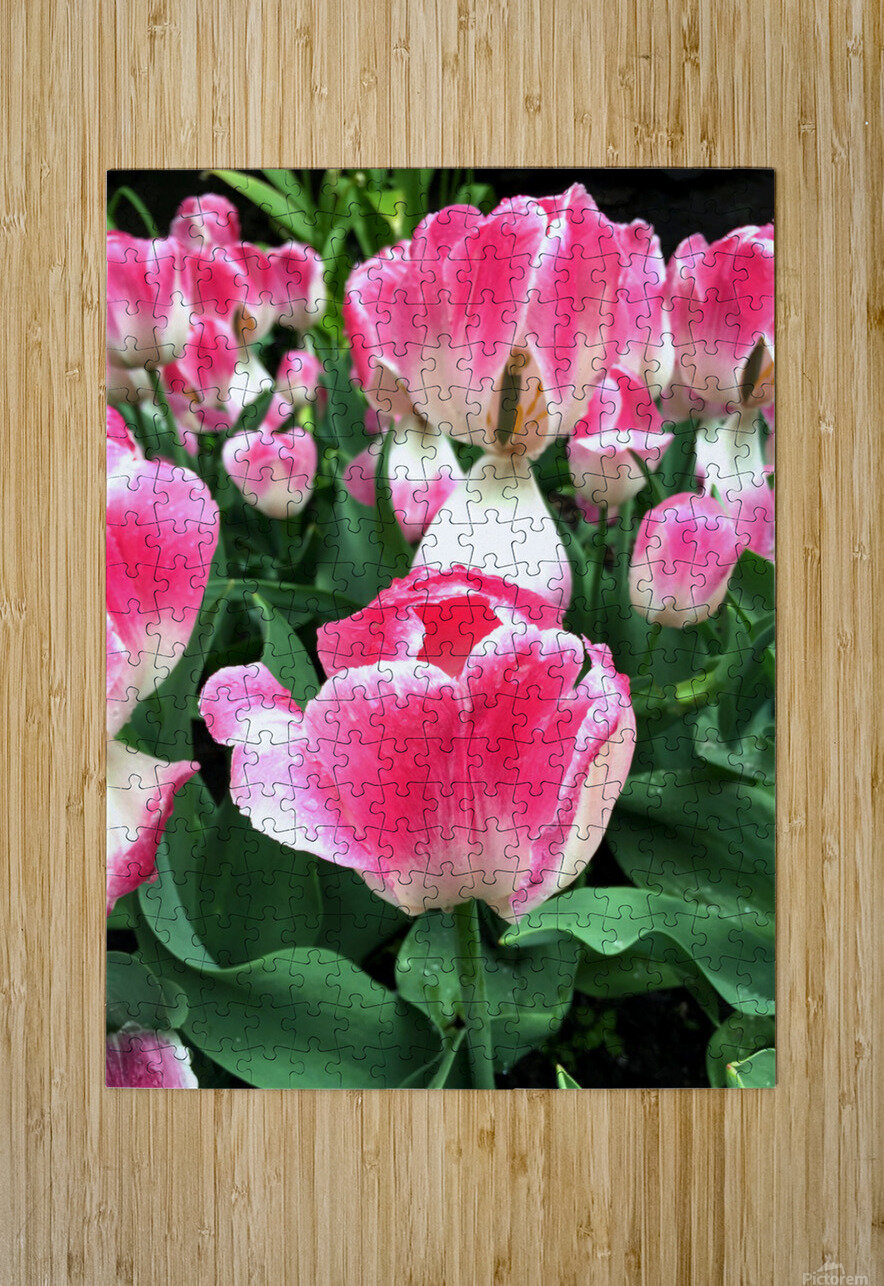Tulips Are Better Than One Click4Pix Puzzle printing