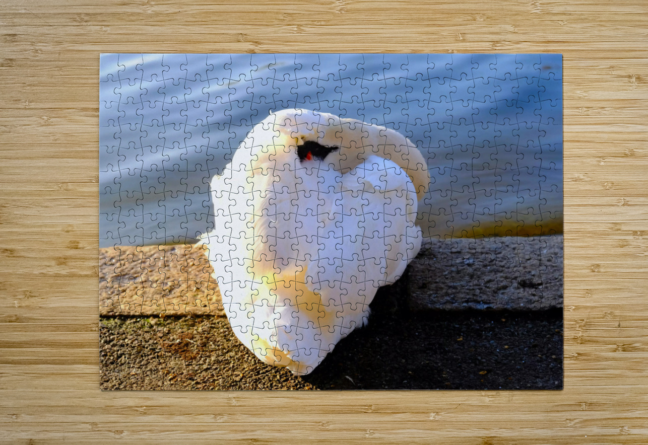 Wake Me Up Later Snoozing Swan  Click4Pix Puzzle printing
