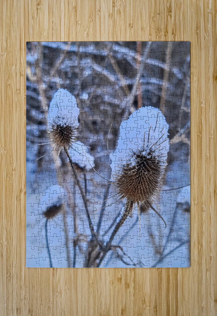 Snow Covered Prick  Winter Thistle Click4Pix Puzzle printing