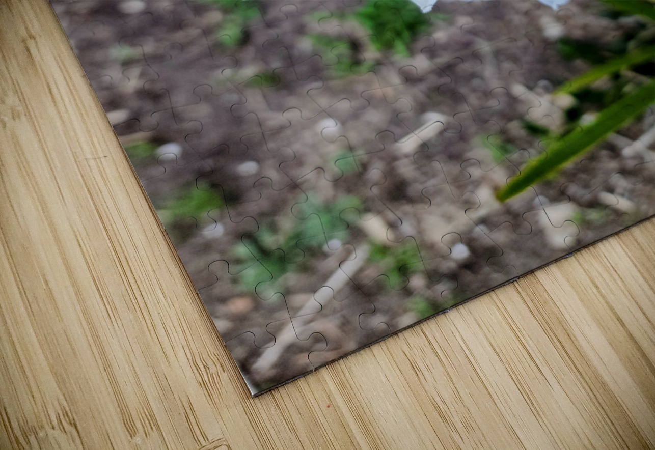 Fortnight Lily Flowers:  The Unfolding of African Iris in Earth’s Stillness Click4Pix Puzzle