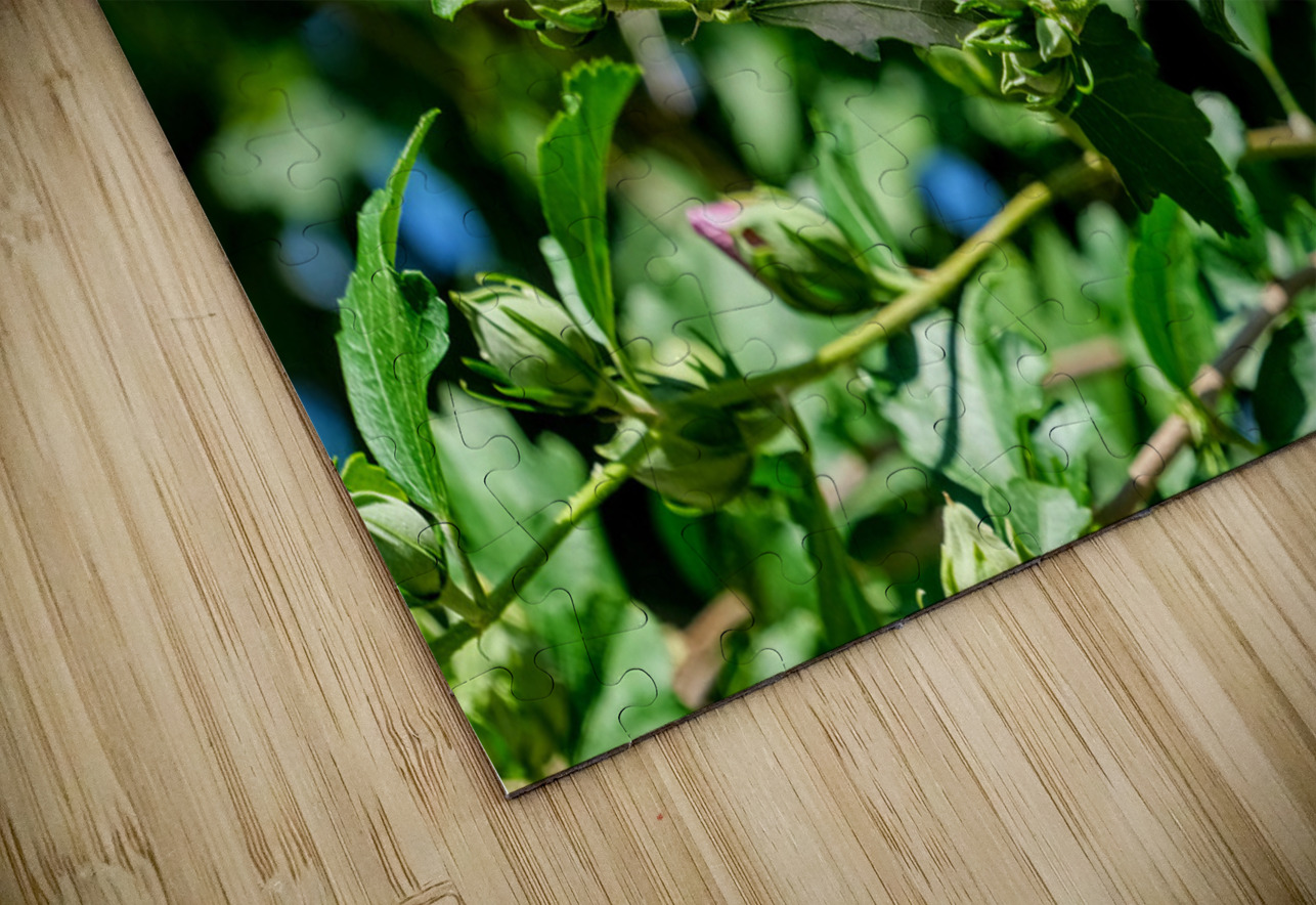 A Hibiscus Glimpse into Nature’s Heartbeat Click4Pix Puzzle