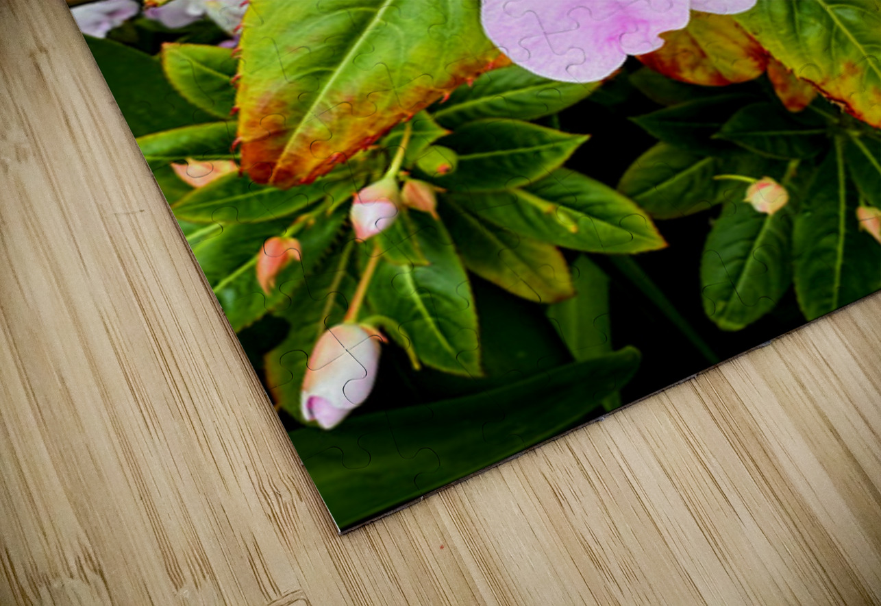 Impatiens: Soliloquy in Pink Click4Pix Puzzle