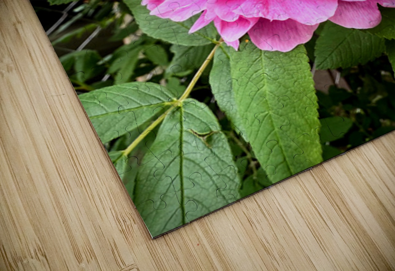 Rugosa Rose: Still She Blooms Click4Pix Puzzle
