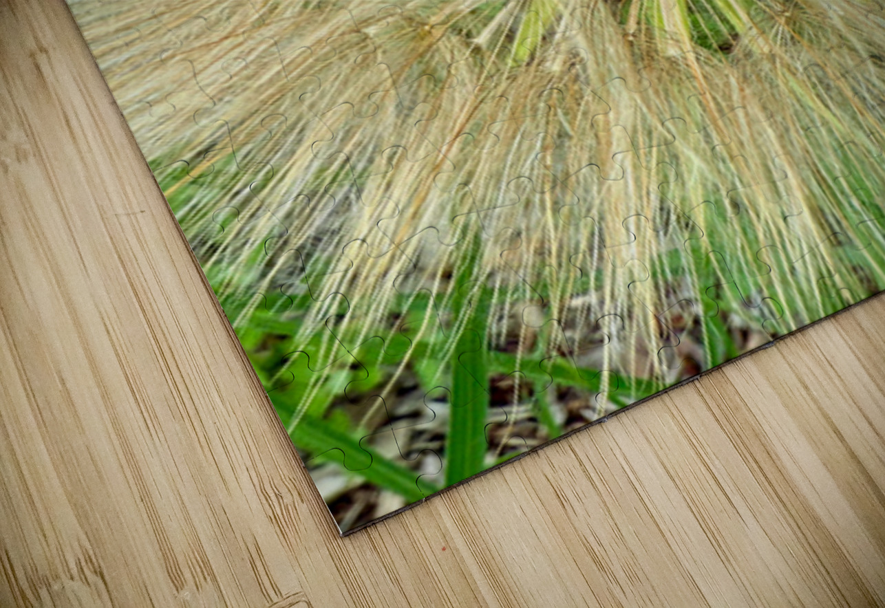 Nature’s Compass: All Directions One Origin Click4Pix Puzzle