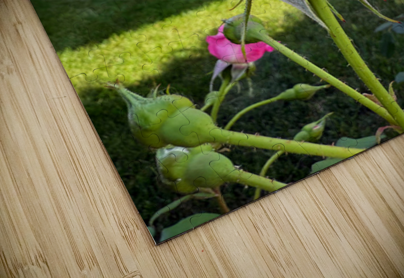 Petalbound: The Secret Just Before Beauty Speaks Click4Pix Puzzle