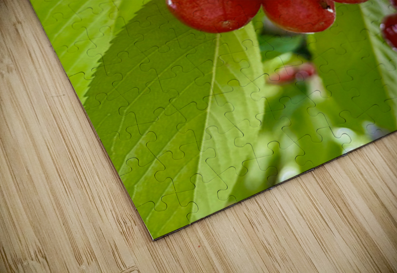 The Orchard’s Pulse: Where Color and Ripeness Conspire Click4Pix Puzzle