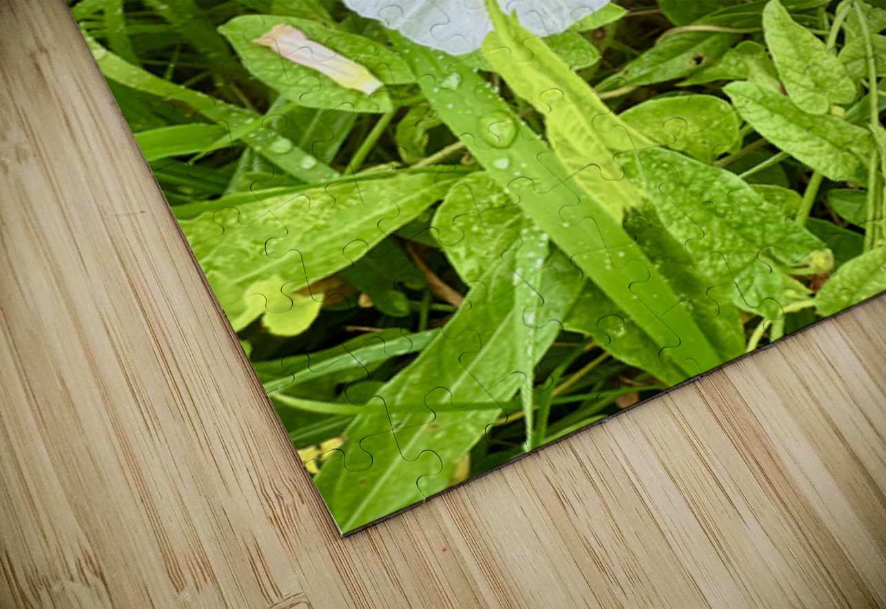 White Bindweed Blossoms Click4Pix Puzzle
