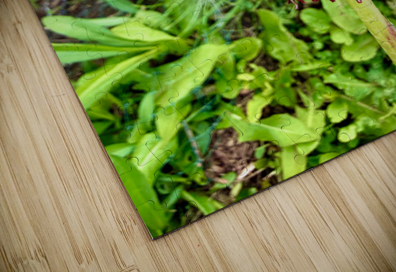 IMG 1757 Click4Pix Puzzle