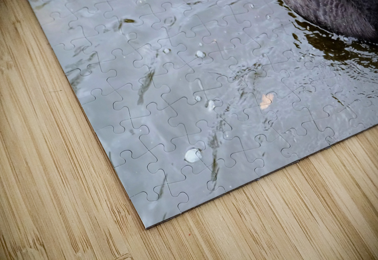 A Black Swan Moment  Click4Pix Puzzle