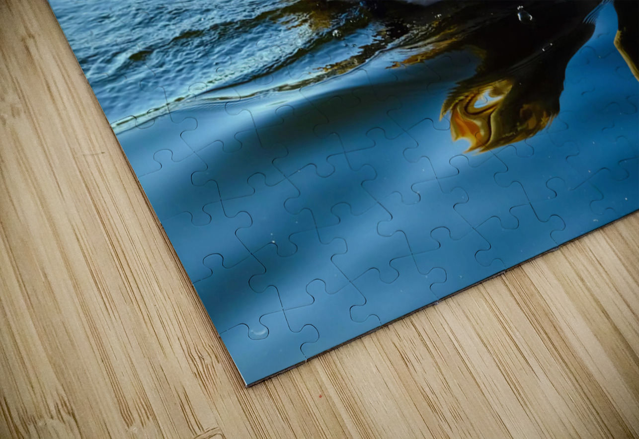 Baby Swan Cygnet Click4Pix Puzzle