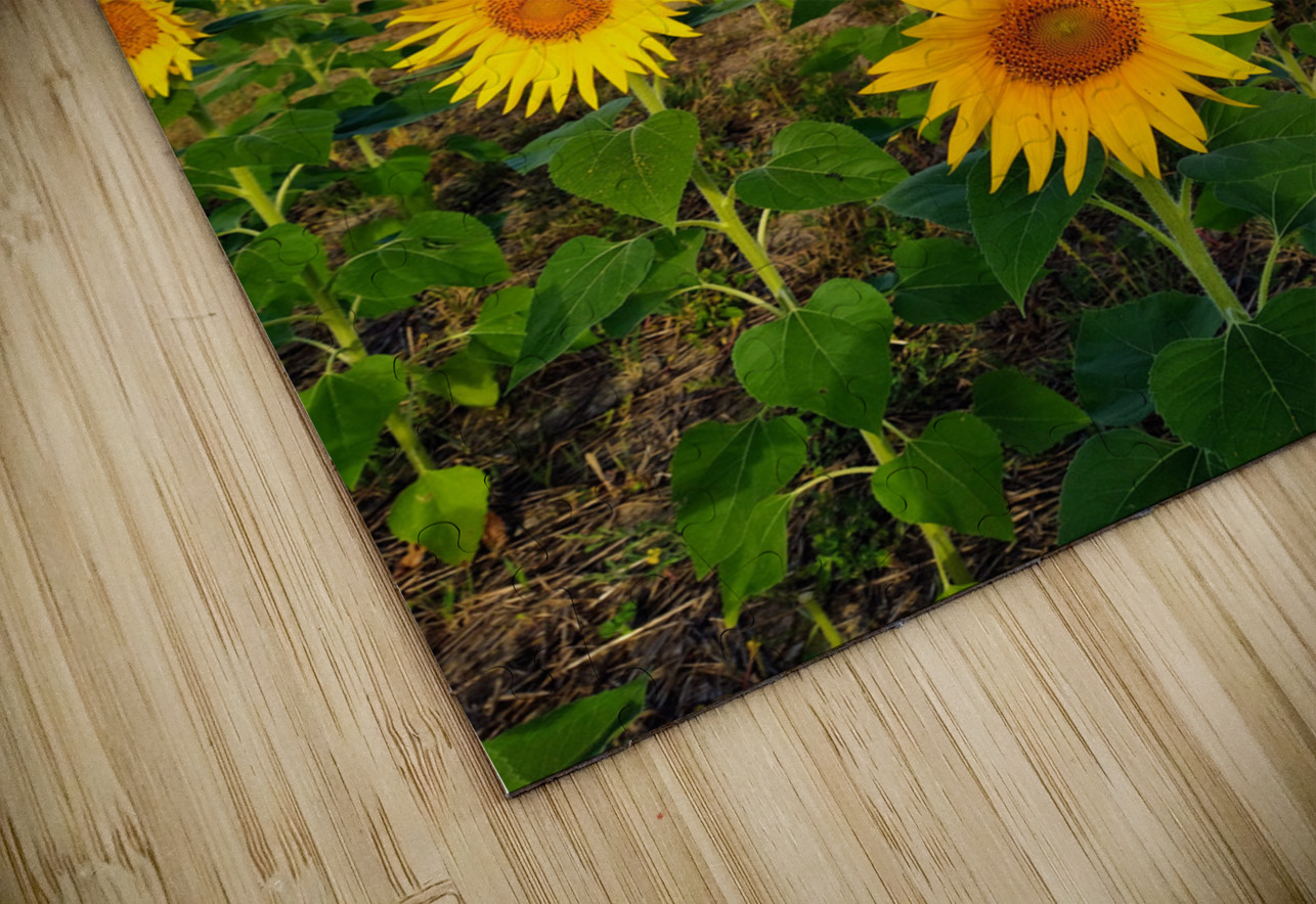 Sunflower Field of Sunshine Click4Pix Puzzle