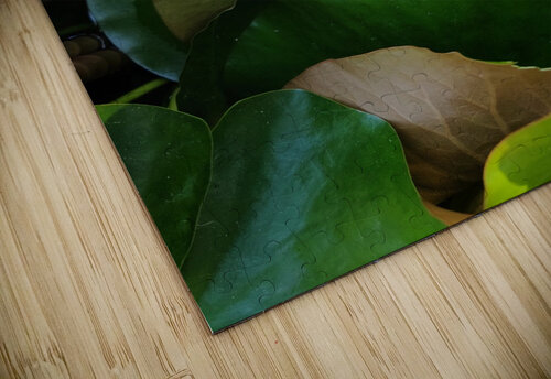 The Quiet Reveal: Beauty Beneath Click4Pix puzzle