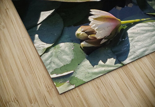 Sun-Kissed Petals: A Lilys Morning Click4Pix puzzle