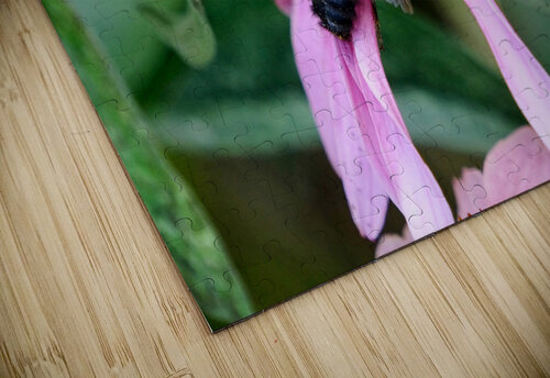 Stillness Amid the Spires of Echinacea Click4Pix puzzle