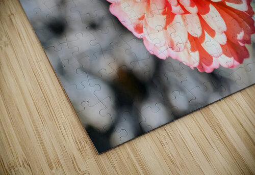 Sun Soaked Pink Zinnia Click4Pix puzzle