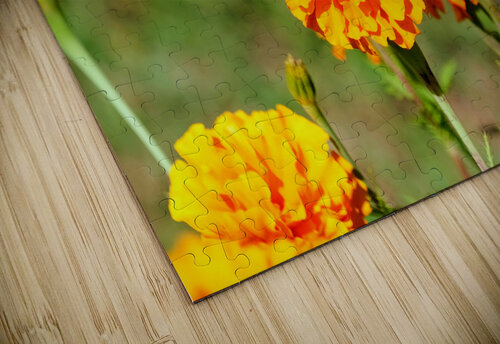 Bright Labors: Beneath the Fire of Petals Click4Pix puzzle