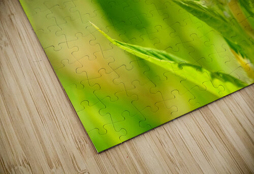 The Daylight Firefly: Guardian of the Green Flame Click4Pix puzzle