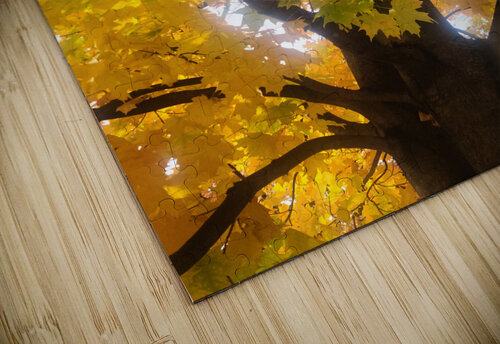 Golden Hour Tree Time: Crowned by Fall Click4Pix puzzle