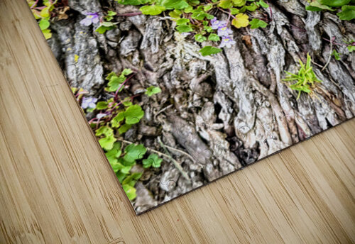  Ivy-leaved Toadflax: A Green Defiance Click4Pix puzzle