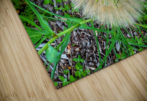 The Poetic Geometry of a Meadow’s Breath Click4Pix puzzle