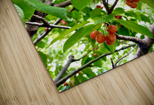 The Humble Crown of the Orchard Queen Click4Pix puzzle