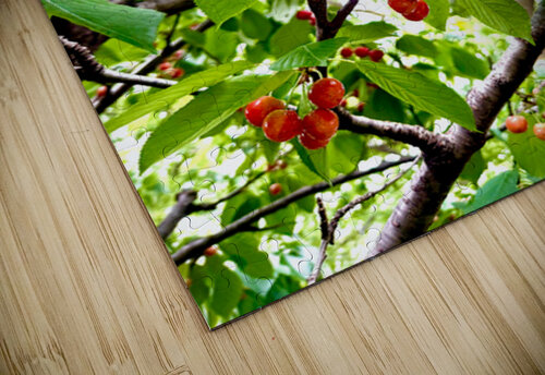 Emerald Boughs and Scarlet Promises Click4Pix puzzle