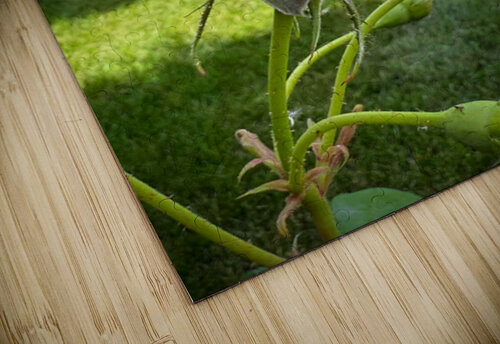 Petal by Petal: Becoming Beautiful Without Permission Click4Pix puzzle