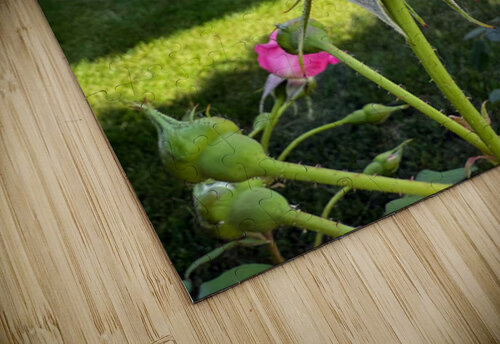 Petalbound: The Secret Just Before Beauty Speaks Click4Pix puzzle