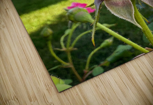 The Blush Before the Bloom Click4Pix puzzle