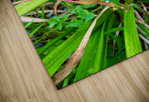 Burgundy Muse Click4Pix puzzle