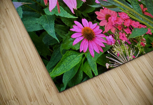 Coneflower Chorus Click4Pix puzzle