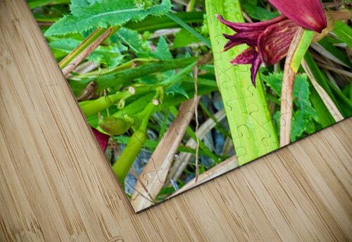 Fireheart Daylily Click4Pix puzzle