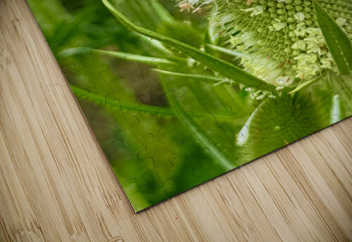 Teasel Crownwork Click4Pix puzzle