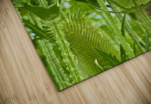 The Reach of Teasel Click4Pix puzzle