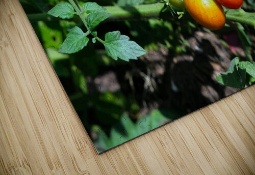 Scarred Cherry Tomato Click4Pix puzzle