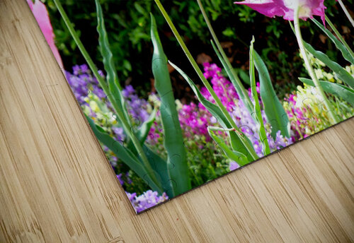 Tulips Singing to the Sun Click4Pix puzzle