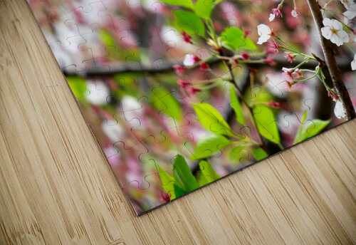 Cherry Blossom 2 Click4Pix puzzle