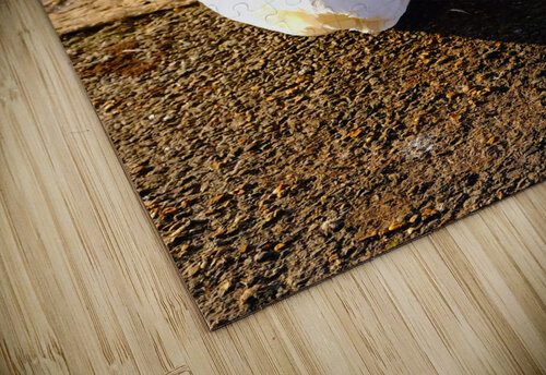 Swan at Rest Click4Pix puzzle