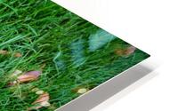 Leaf Me on the Grass HD Metal print