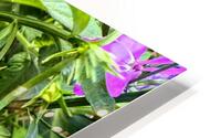 Vibrant Garden Bloom – Colorful Flower Close-Up with Lush Greenery-1 HD Metal print
