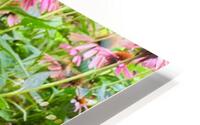 Echinacea Ensemble HD Metal print